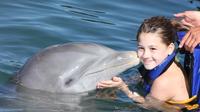 Dolphin Encounter in Los Cabos