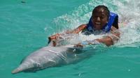 Nage avec les dauphins à Anguilla image 1 Nage avec les dauphins à Anguilla image 1