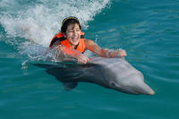 Nage AVEC LES DAUPHINS Grand Cayman