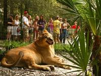 Feed the Big Cats