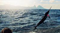 St Lucia Sport Fishing Tour