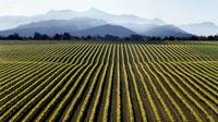 Full-Day Marlborough Wine Tour from Picton or Blenheim