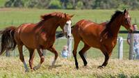 Living Legends Champion Racehorse Guided Tour