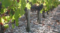 A Tour of the Vines of Château Paloumey in the Medoc Including a Wine Tour and Tasting