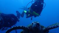 Magnetic Island 3-Day Beginners PADI Open Water Course image 1 Magnetic Island 3-Day Beginners PADI Open Water Course image 1