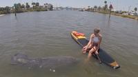 Dolphin and Manatee Stand Up Paddleboard Tour