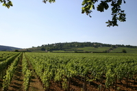 Visite privé: Tour de dégustation de vin d'Une journée complète au départ de Dijon