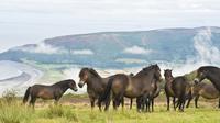 Mendip Hills Tynings to Weston-Super-Mare Pony Trekking and Hiking Day Trip from Bristol