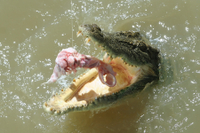 Croisière à Darwin : Sauts de crocodiles sur le fleuve Adélaïde image 1 Croisière à Darwin : Sauts de crocodiles sur le fleuve Adélaïde image 1