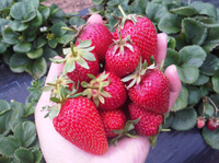 Excursion d'Une journée sur la péninsule de Mornington, including à la Strawberry Fields Farm, au départ de Melbourne