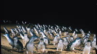 Full-Day Penguin Parade and Melbourne City Tour From Melbourne 