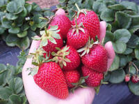 Mornington Peninsula including Strawberry Farm Day Tour from Melbourne