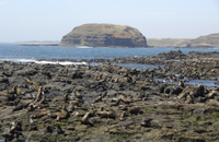Parc naturel de Phillip Island et croisière faune, flore et otaries