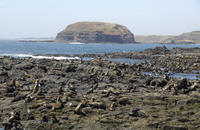 Phillip Island Nature Park y crucero de fauna y flora y focas Phillip Island Nature Park y crucero de fauna y flora y focas