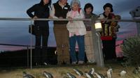 Phillip Island Penguin Parade Tour from Melbourne Including Koala Conservation Centre