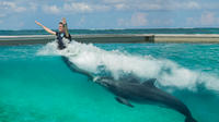 Royal Dolphin Swim Program in Punta Cana