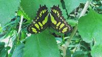  Monteverde Butterfly Gardens Tour