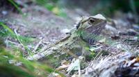 Tuatara Wetlands Tour at Sanctuary Mountain