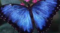 The Cockrell Butterfly Center Admission in Houston