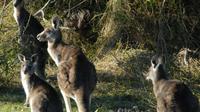 Walking with Wild Kangaroos Private Half-Day Trip from Sydney image 1 Walking with Wild Kangaroos Private Half-Day Trip from Sydney image 1