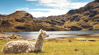 Private Day Tour to Cajas National Park from Cuenca image 1 Private Day Tour to Cajas National Park from Cuenca image 1