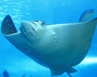 Belize Hol Chan Marine Reserve and Shark Ray Alley Snorkel Tour from Ambergris Caye 