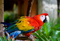 Excursion en bord de mer de Belize : zoo de Belize image 1 Excursion en bord de mer de Belize : zoo de Belize image 1