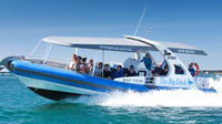 Seal Island Boat Tour from Victor Harbor image 1 Seal Island Boat Tour from Victor Harbor image 1