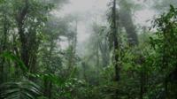 Shore Excursion: Monteverde Cloud Forest and Coffee Tour