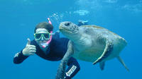 Byron Bay Sea Turtle Snorkel Tour