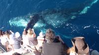 Newport Beach Whale and Dolphin Watching Cruise