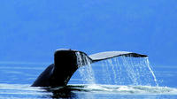 Jet Boat Whale Watching Safari from Dunsborough image 1 Jet Boat Whale Watching Safari from Dunsborough image 1