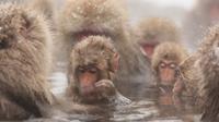 Escapada de un día para ver el macaco japonés con almuerzo de Sukiyaki incluido Escapada de un día para ver el macaco japonés con almuerzo de Sukiyaki incluido
