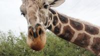 Out of Africa Wildlife Park Admission