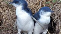 Half Day Phillip Island and Penguins Tour image 1 Half Day Phillip Island and Penguins Tour image 1