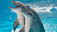 2-Hour Private Dolphin Cruises in Orange Beach