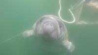 Swim With West Indian Manatees
