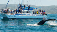 Dana Point Whale Watching and Dolphin Watching Eco-Safari