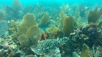 Excursión de buceo con guía para principiantes Excursión de buceo con guía para principiantes