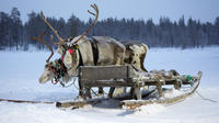 Sami Culture Tour Including Reindeer Sleigh Ride and Lasso Throwing in Tromso image 1 Sami Culture Tour Including Reindeer Sleigh Ride and Lasso Throwing in Tromso image 1