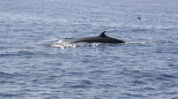 Crucero de avistamiento de ballenas y delfines en Tenerife a bordo del Bahriyeli con Mar de Ons Los Cristianos Crucero de avistamiento de ballenas y delfines en Tenerife a bordo del Bahriyeli con Mar de Ons Los Cristianos