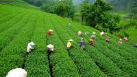Excursion to Happy Valley Tea Garden