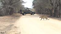 Kruger National Park Private Guided Afternoon Game Drive