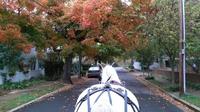 Fredericksburg After Hour Private Horse and Carriage Ride