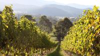 Pizzini Wines Old World Flavours New Vintage Wine Tasting and Picnic image 1 Pizzini Wines Old World Flavours New Vintage Wine Tasting and Picnic image 1