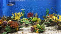 AquaRio Eintrittskarte AquaRio Eintrittskarte
