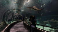 Eintrittskarte für frühen Eintritt zum AquaRio Aquarium Eintrittskarte für frühen Eintritt zum AquaRio Aquarium