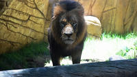 Entreebewijs voor de RioZoo - De Animal Experience Entreebewijs voor de RioZoo - De Animal Experience