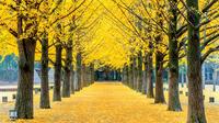 Tagesausflug zur Insel Nami, Petite France und Garten der Morgenstille Tagesausflug zur Insel Nami, Petite France und Garten der Morgenstille