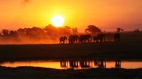 Chobe Game Drive